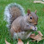 Scoiattolo grigio (Sciurus carolinensis) Wikimedia fernando losada rodriguez